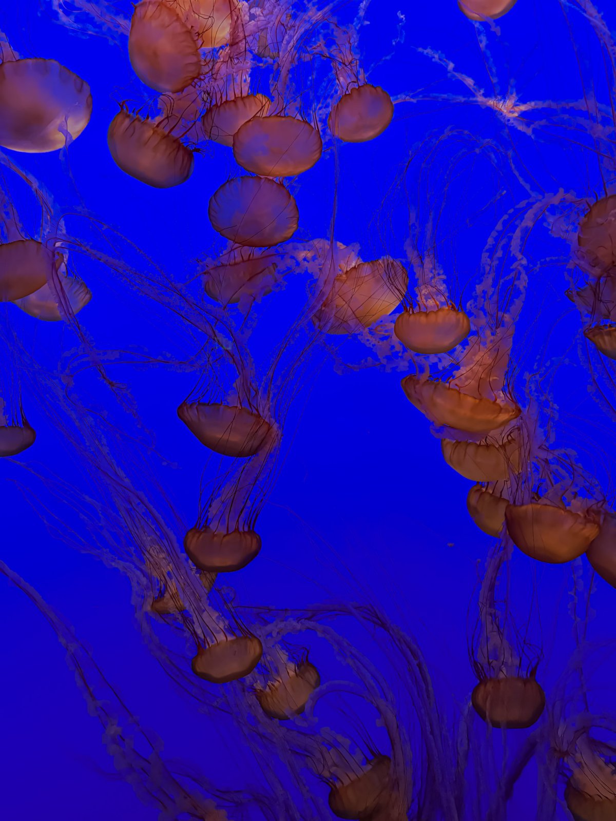 Jellyfish