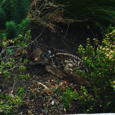 New born fawn nestled into greenery on campus