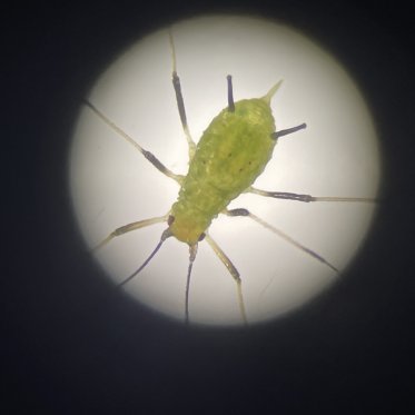 Aphid under microscope