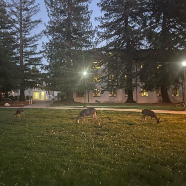 SMC Campus Deer