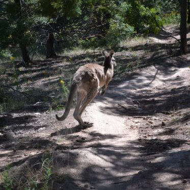 Kangaroo running