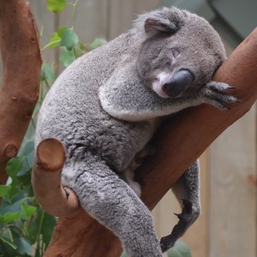 Koala sleeping