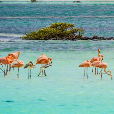Wild flamingos in Bonaire