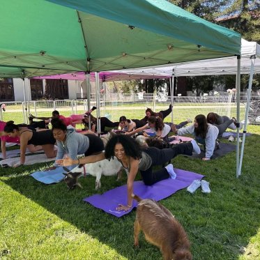 Goat Yoga