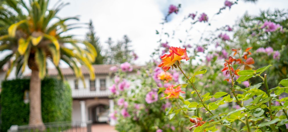 Orange and pink flowers on a bush with a palm tree in the background