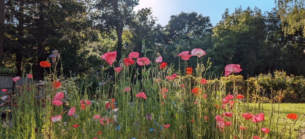 Wildflowers in Moraga garden