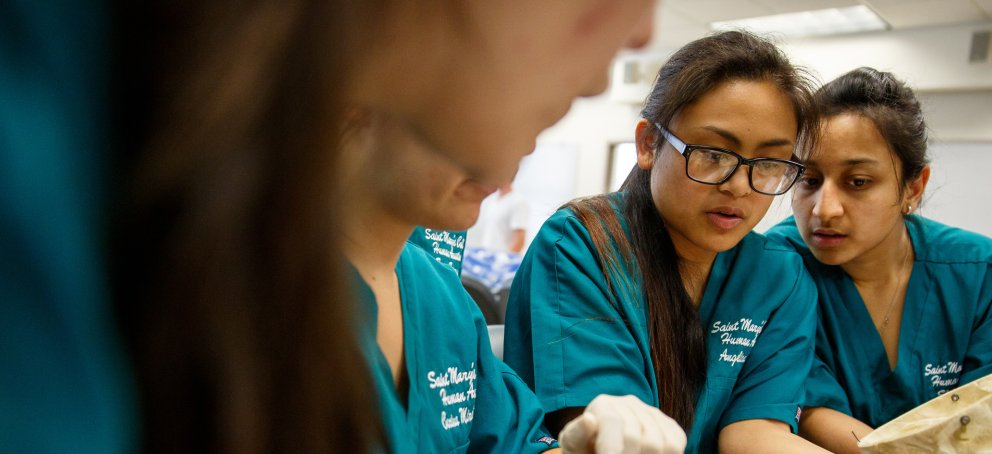 students look at skulls