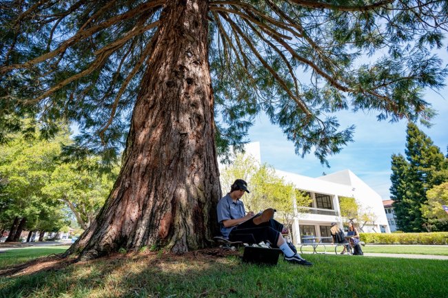 Student studying under redwood tree on campus