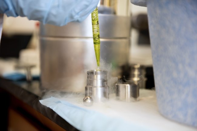 Pesavento using a pipette with algal genetic matter