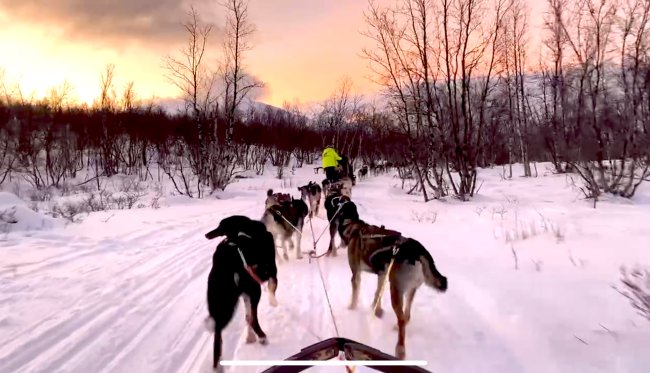 Dogs sledding in the snow