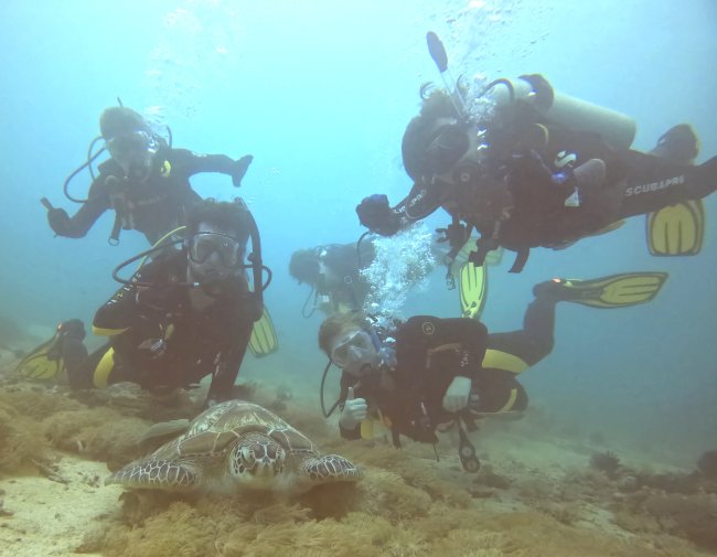 Students swimming with turtle