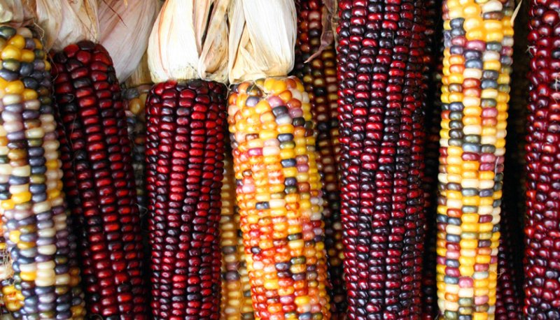 Thanksgiving corncobs