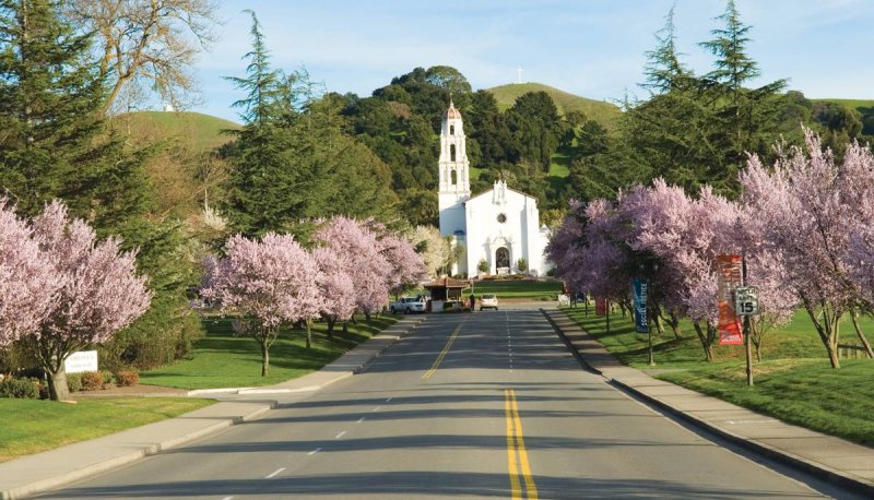 Pink cherry blossom trees line the driveway of campus