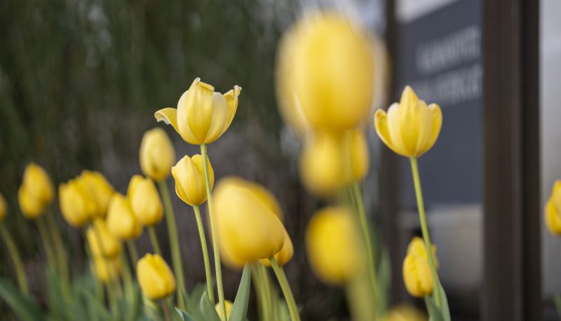 Close up of Yellow Tulips in SMC Hope Garden