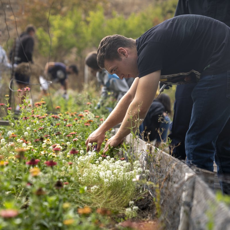 Economics, Sustainability Concentration, BS