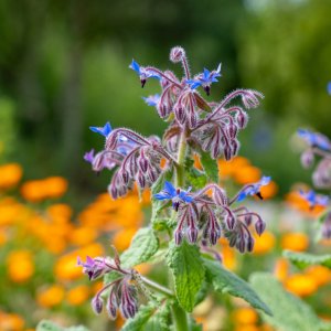 wild flowers of purple, blue and orange 