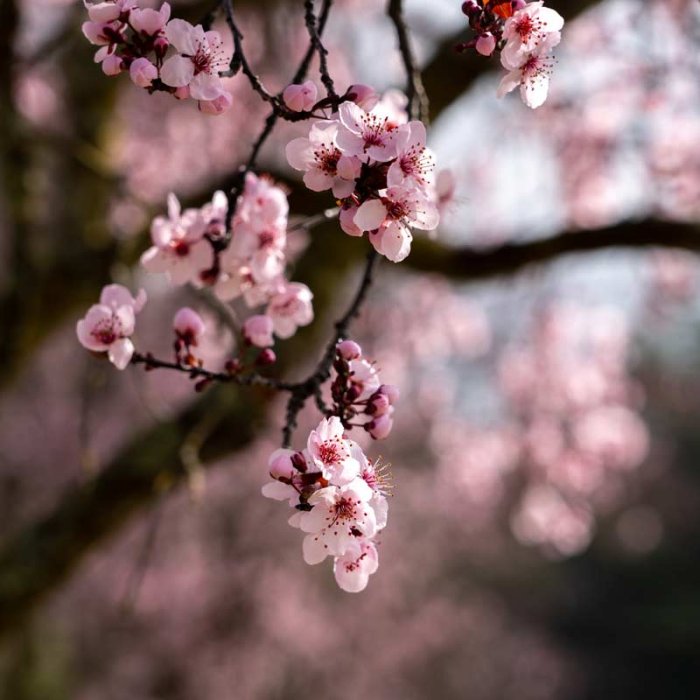 Cherry Blossoms