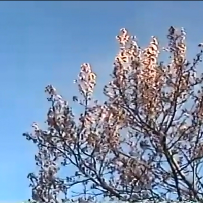 Handycam shot of the early foliage at SMC.