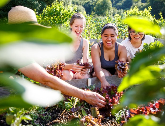 Students in the legacy garden picking lettuce