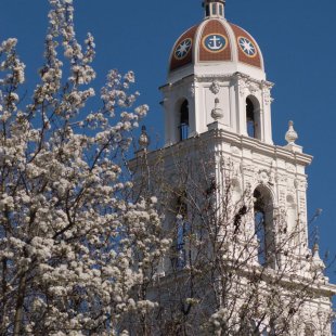 tree next to college in california