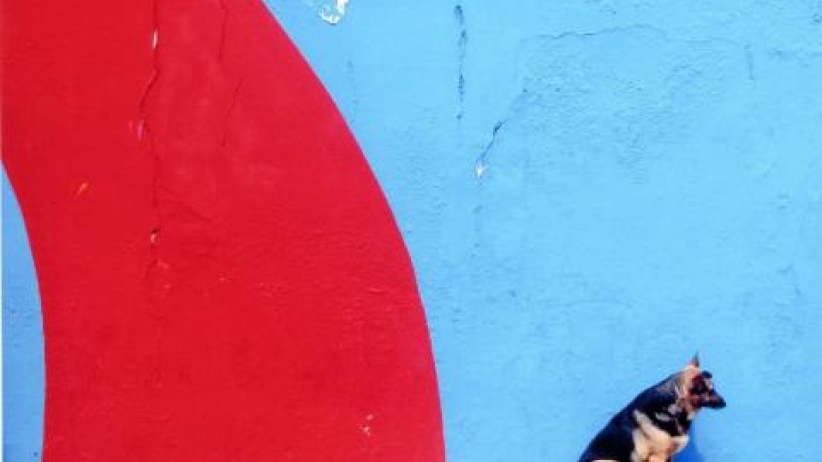 a dog sitting by a red and blue wall