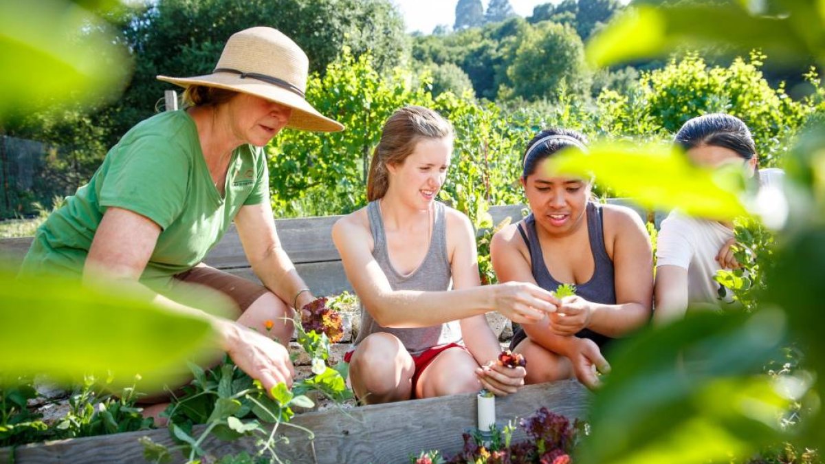 Three students and an instructor in a garden looking at leaves one student is holding.
