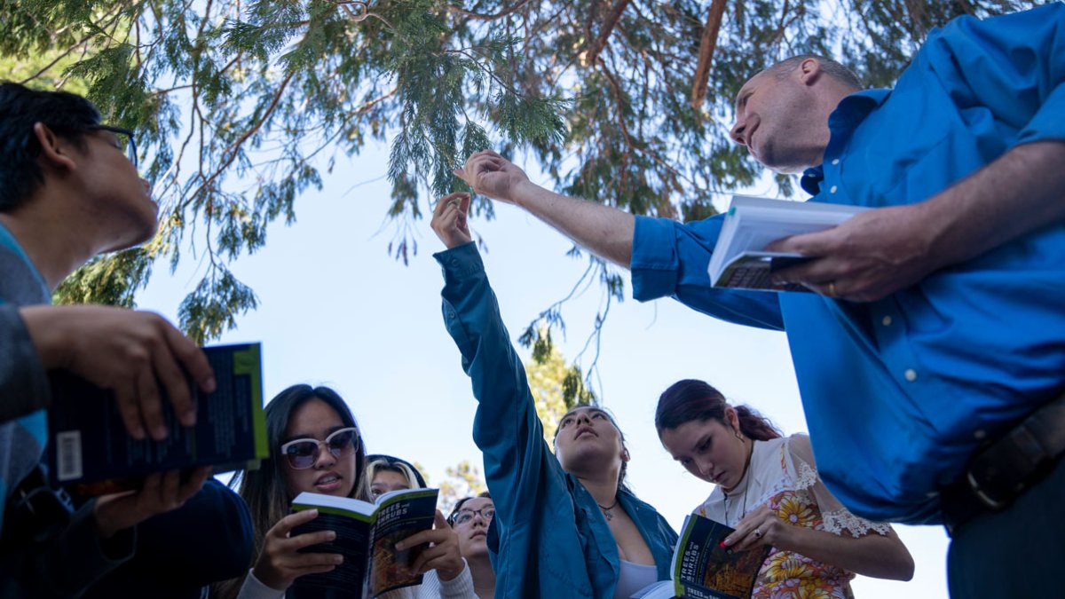 Students outside studying a tree