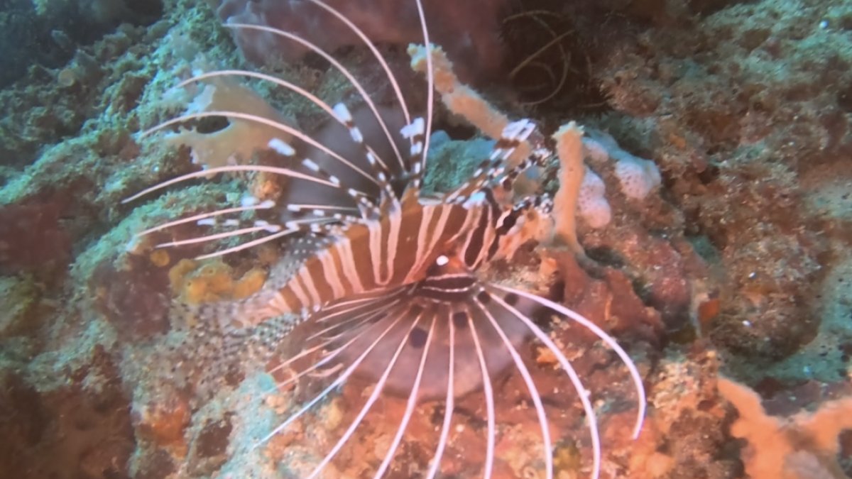 Lion fish